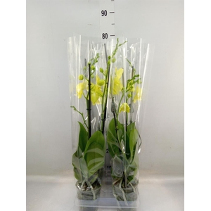 Phalaenopsis  'FC Mirage'