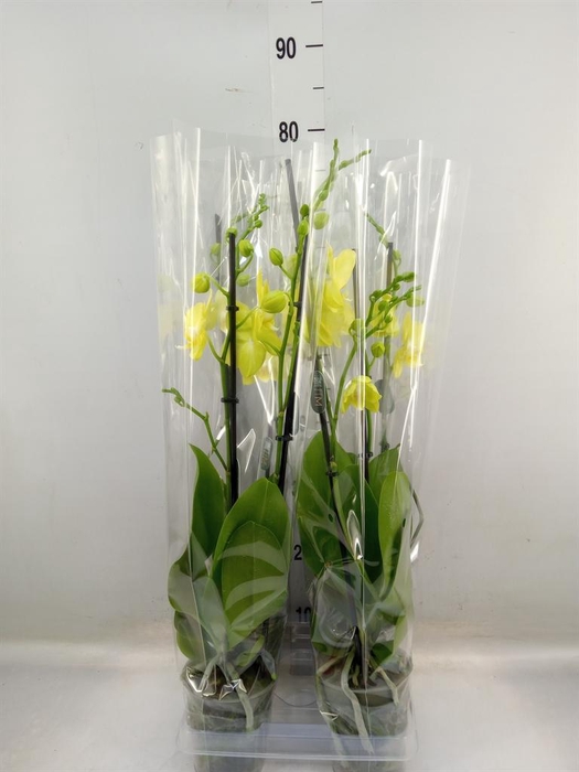 <h4>Phalaenopsis 'FC Mirage'</h4>