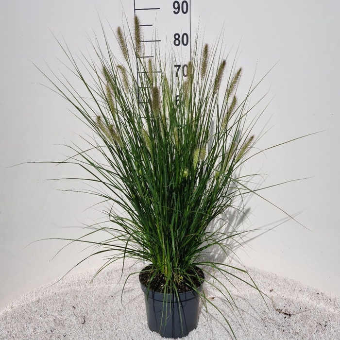 <h4>Pennisetum alopecuroides Hameln</h4>