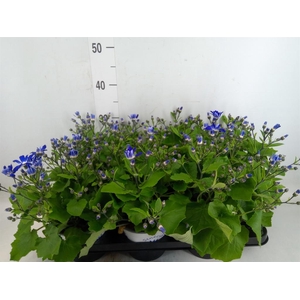 Pericallis cr. 'Senetti Blue Deep'