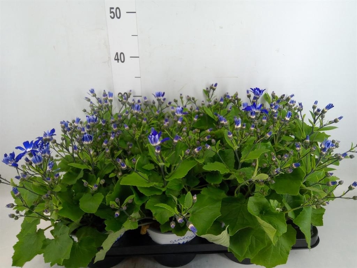 <h4>Pericallis cr. 'Senetti Blue Deep'</h4>