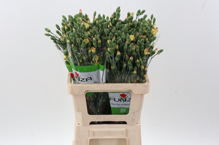 <h4>Di Lala Lantern x20</h4>