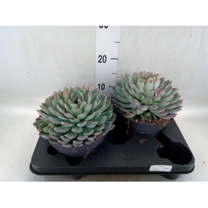 Echeveria  'Apus'