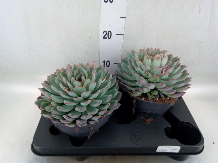 <h4>Echeveria 'Apus'</h4>