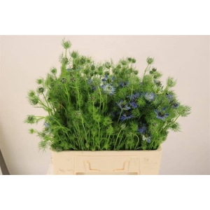 NIGE D MYSTRY BLUE