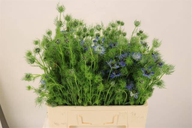 <h4>NIGE D MYSTRY BLUE</h4>