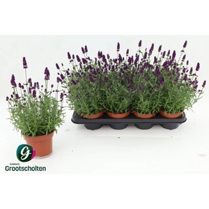 LAVANDULA HIDCOTE P13