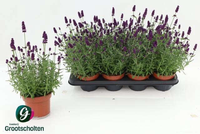 <h4>LAVANDULA HIDCOTE P13</h4>