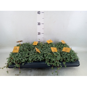 Pilea glaucophylla 'Greyzy'