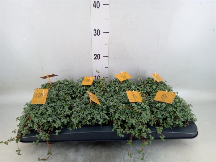 <h4>Pilea glaucophylla 'Greyzy'</h4>