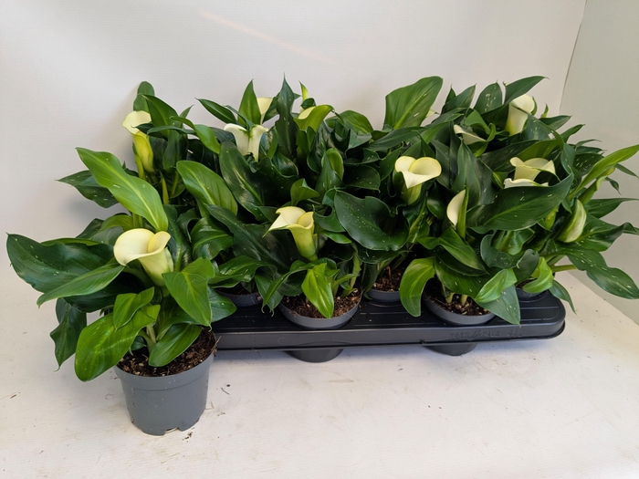 <h4>ZANT CAPT FRESCO</h4>