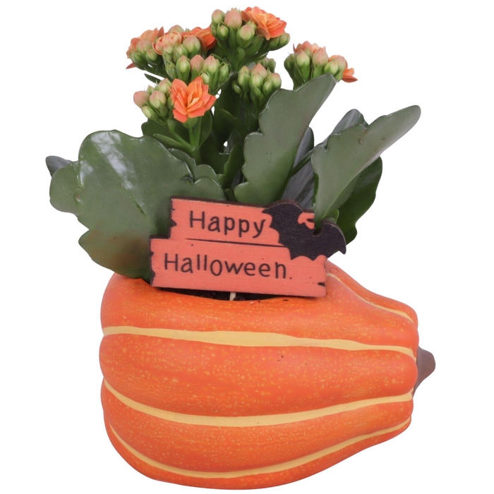 <h4>Halloween Arr. Indoor Ceramic Pumpkin Pot Ø12cm 1PP</h4>