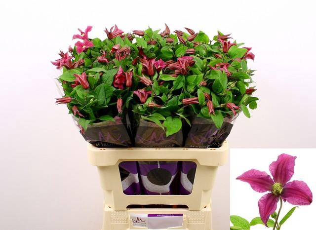 <h4>Clematis amazing kyiv</h4>