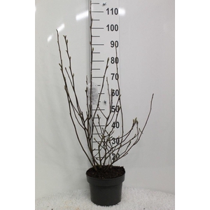 Magnolia 'George Henry Kern' P23 potgedrukt