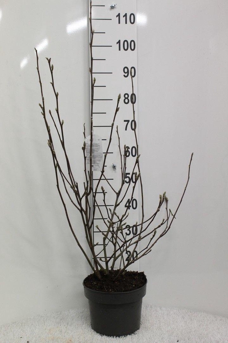 <h4>Magnolia 'George Henry Kern' P23 potgedrukt</h4>