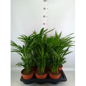 Dypsis lutescens   ...Chrysalidoca