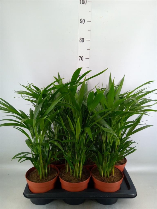 <h4>Dypsis lutescens   ...Chrysalidoca</h4>