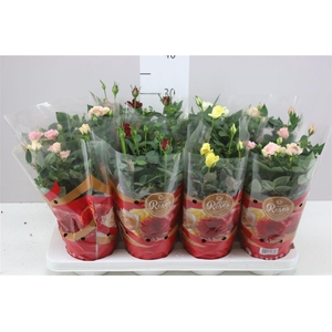 Rosa Favourite Gemengd