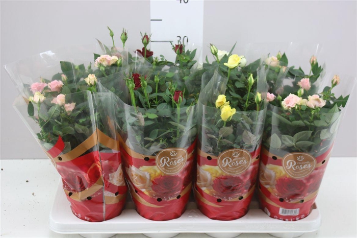 <h4>Rosa Favourite Gemengd</h4>