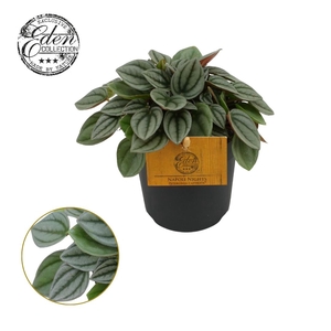 Peperomia Napoli Nights 10,5cm