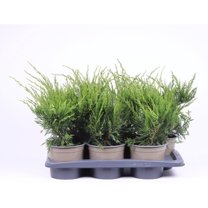Juniperus x pfitzeriana Mint Julep