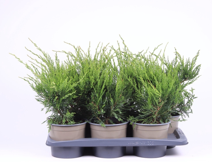 <h4>Juniperus x pfitzeriana Mint Julep</h4>