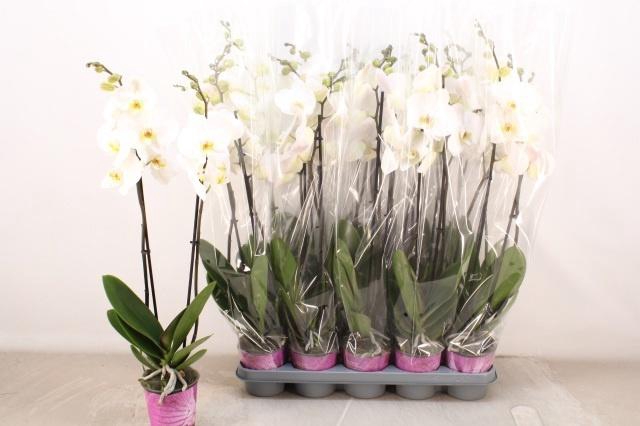 <h4>PHAL OV WIT</h4>