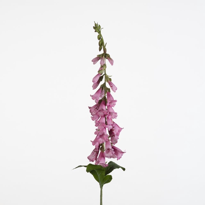<h4>AF Digitalis L91cm Pink</h4>