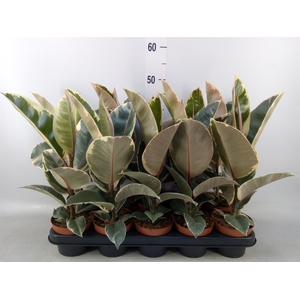 Ficus elastica 'Tineke'