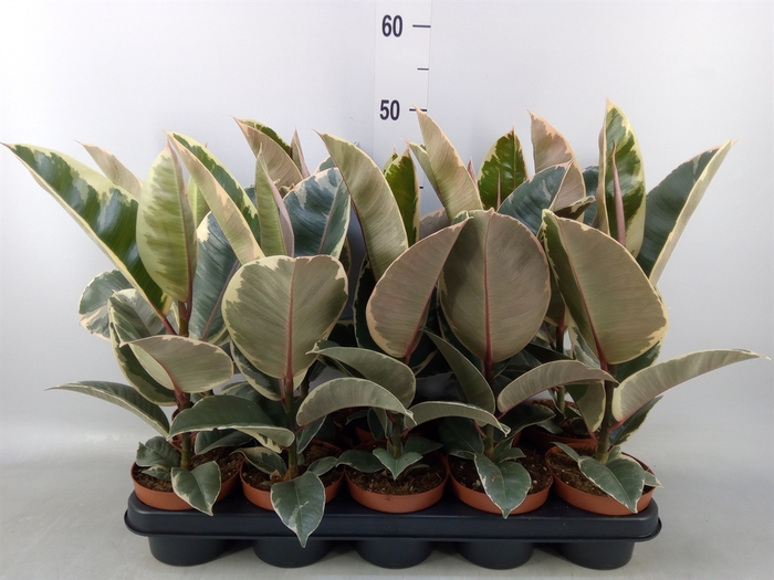 <h4>Ficus elastica 'Tineke'</h4>