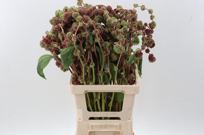 <h4>Amaranthus Cau Mira</h4>