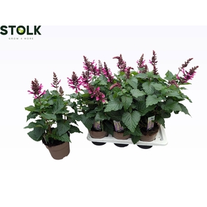 SALVIA ROCK FUCHSIA