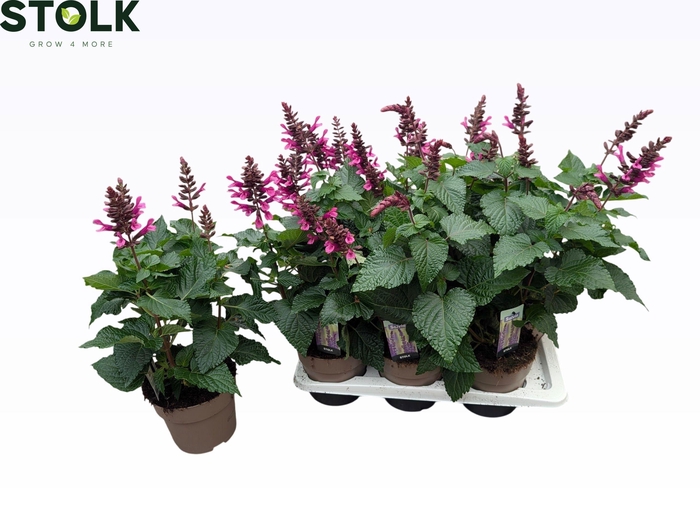 <h4>SALVIA ROCK FUCHSIA</h4>