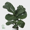 .Ficus lyrata