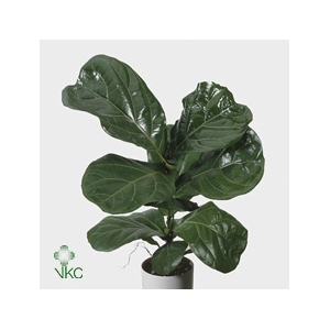 Ficus lyrata