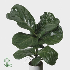 <h4>Ficus lyrata</h4>
