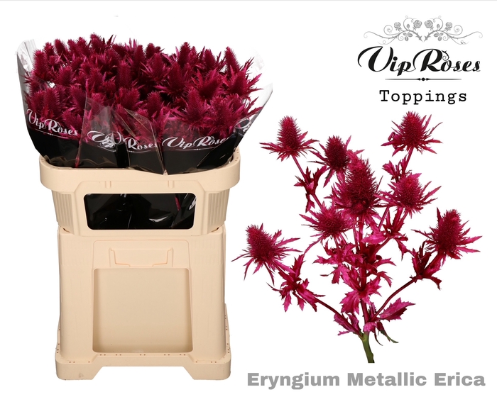 ERYNGIUM SUPERNOVA METALLIC ERICA L60cm