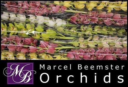 <h4>CYMB MI GEM</h4>