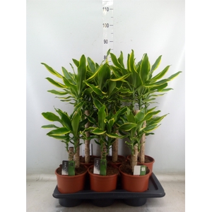 Dracaena frag. 'Golden Coast'