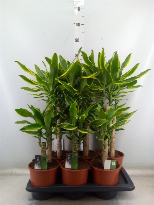 <h4>Dracaena frag. 'Golden Coast'</h4>