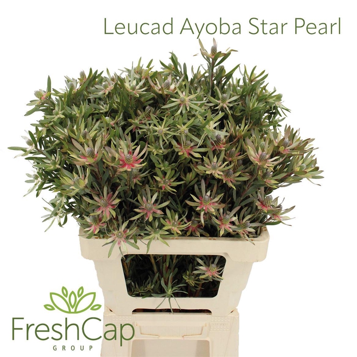 <h4>Leucad Ayoba Star Pearl</h4>