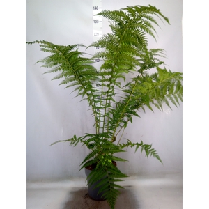Dicksonia antarctica