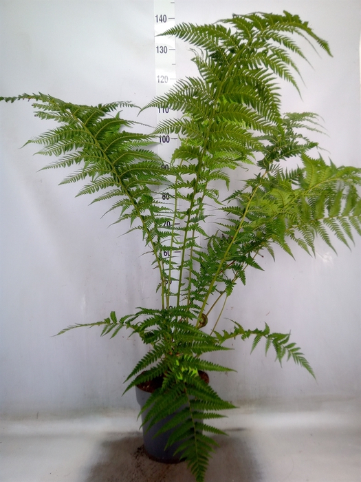 <h4>Dicksonia antarctica</h4>