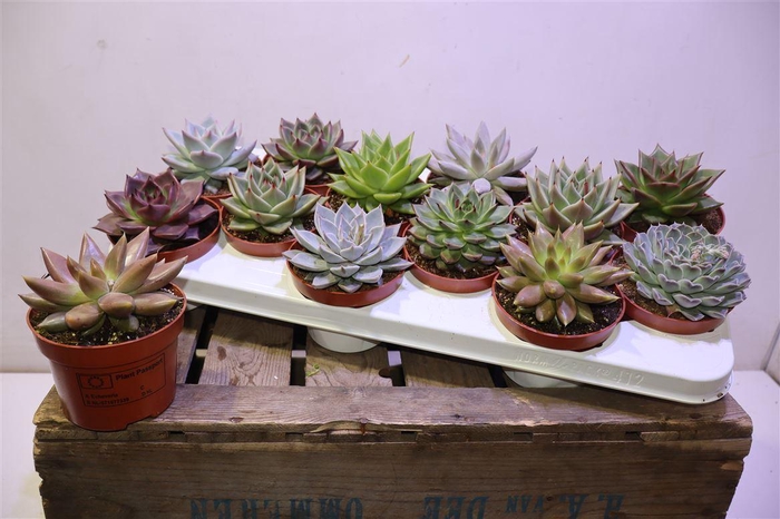 <h4>arr8 Echev Gem</h4>