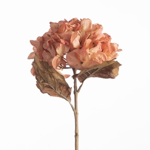 AF Hydrangea Dried L61cm Peach