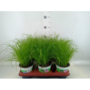 Cyperus alternifolius 'Zumula'