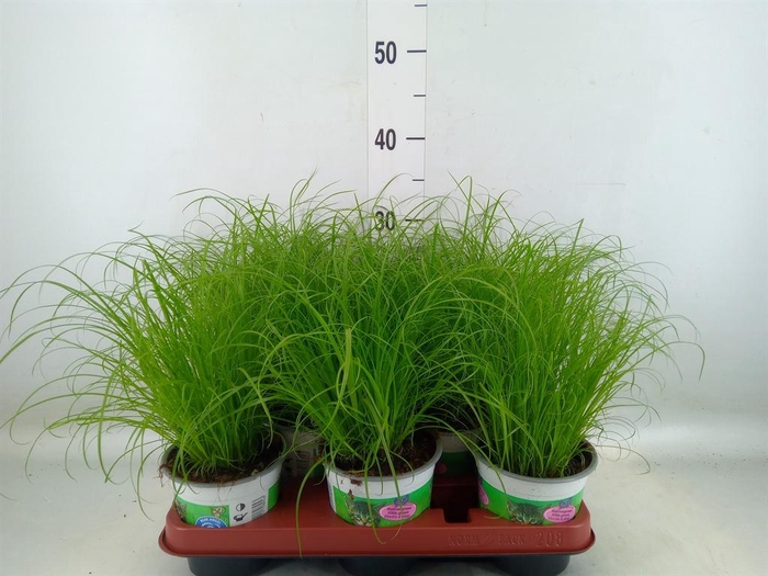 <h4>Cyperus alternifolius 'Zumula'</h4>
