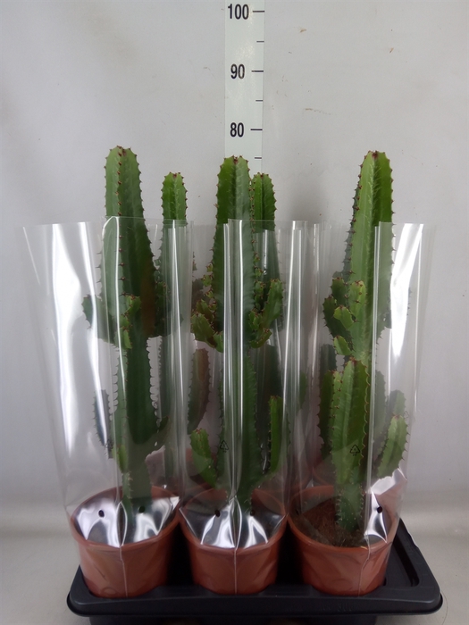 <h4>Euphorbia acrurensis</h4>