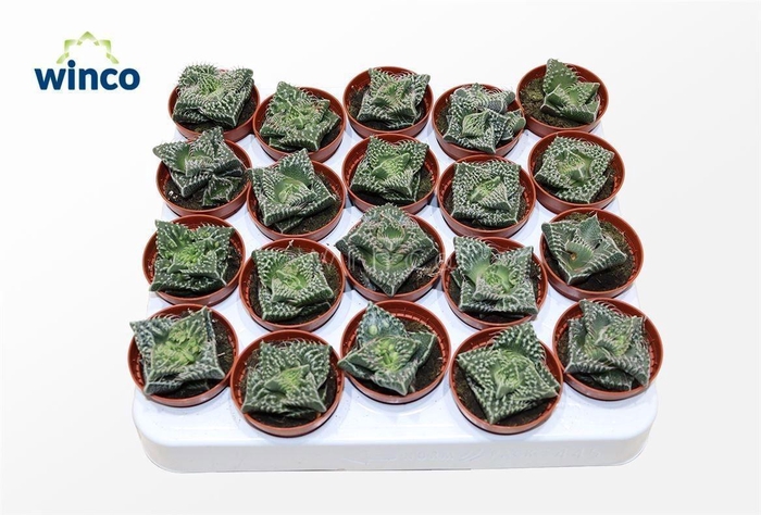 <h4>FAUCARIA TIGRINA</h4>