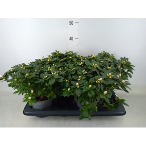 Rhododendron sim. 'Terra Nova'